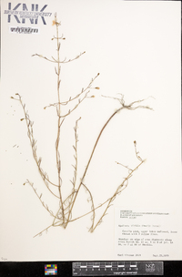 Agalinis viridis image
