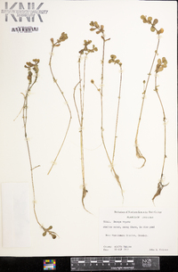 Bacopa repens image