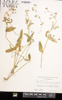 Collinsia verna image