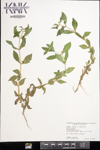 Gratiola virginiana image