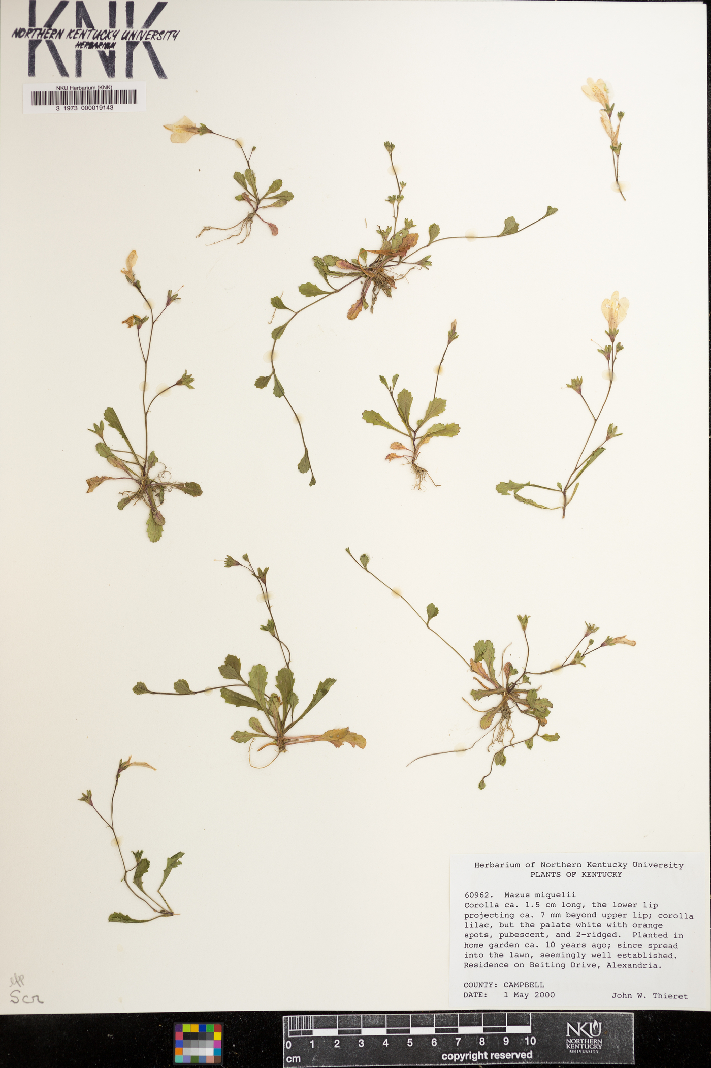 Mazus miquelii image