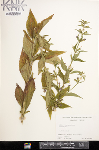 Mimulus alatus image