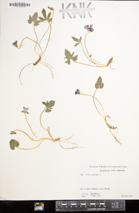 Viola palmata image