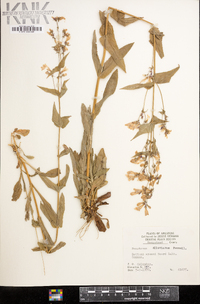 Penstemon alluviorum image