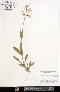 Penstemon canescens image