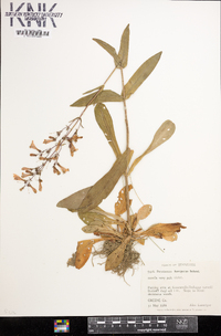 Penstemon laevigatus image