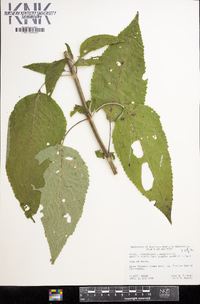 Scrophularia marilandica image