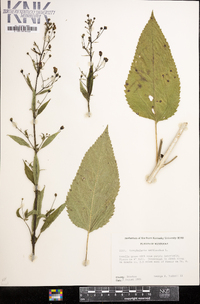 Scrophularia marilandica image