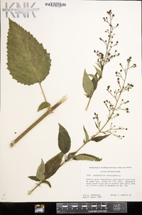 Scrophularia marilandica image