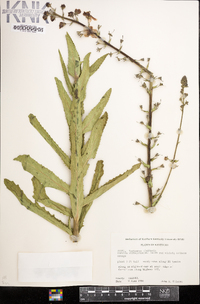 Verbascum blattaria image