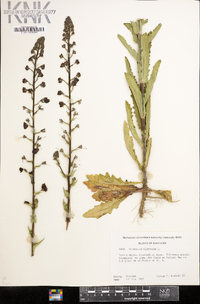 Verbascum blattaria image