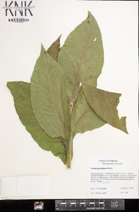 Verbascum phlomoides image