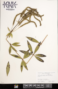 Veronicastrum virginicum image