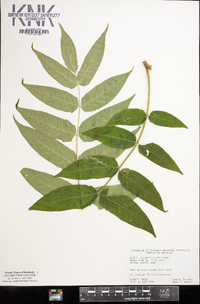 Ailanthus altissima image