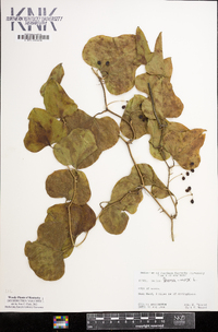 Smilax bona-nox image