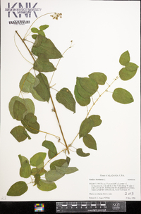 Smilax herbacea image