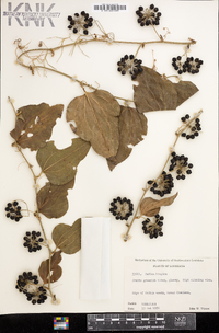 Smilax tamnoides image