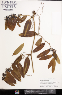 Smilax laurifolia image