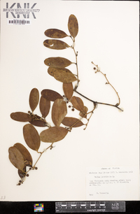 Smilax laurifolia image