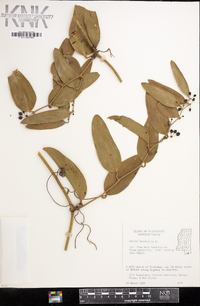 Smilax laurifolia image