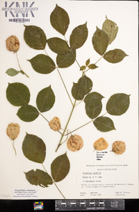 Staphylea trifolia image