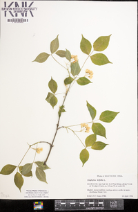 Staphylea trifolia image