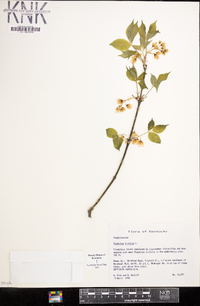 Staphylea trifolia image