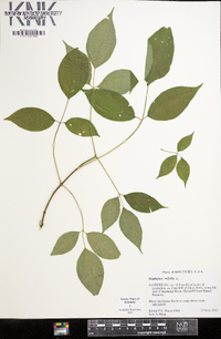 Staphylea trifolia image