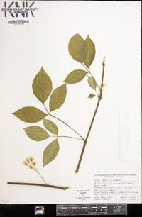 Staphylea trifolia image