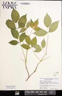 Staphylea trifolia image