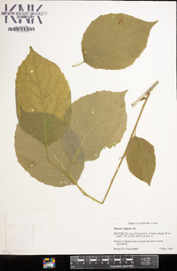Halesia diptera image