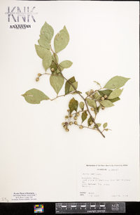 Styrax americanus image