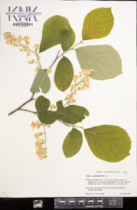 Styrax grandifolius image