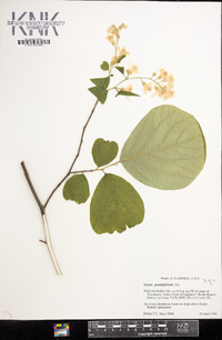 Styrax grandifolius image