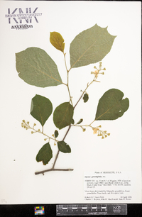 Styrax grandifolius image