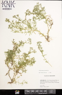 Polypremum procumbens image