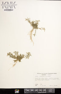 Polypremum procumbens image