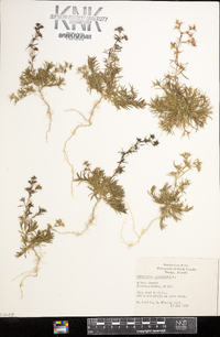 Polypremum procumbens image