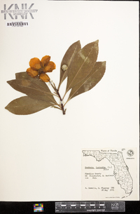 Gordonia lasianthus image