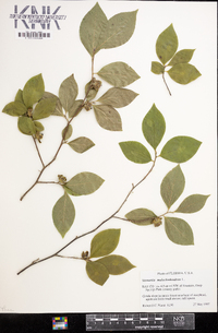 Stewartia malacodendron image