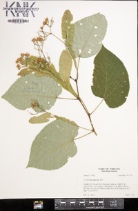 Tilia heterophylla image