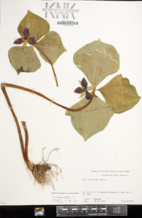 Trillium erectum image