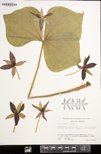 Trillium erectum image