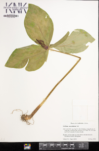 Trillium maculatum image