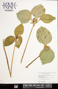 Trillium recurvatum image