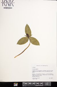 Trillium sessile image