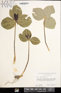 Trillium sessile image