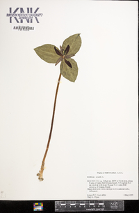 Trillium sessile image