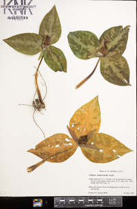 Trillium underwoodii image