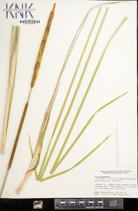 Typha angustifolia image